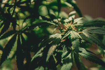 hojas,plantas.flor,marihuana