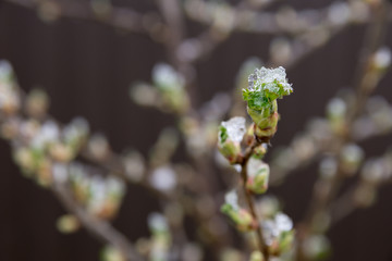 Cold spring day, snow lies on the currant bushes