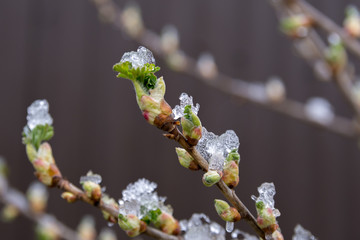 Cold spring day, snow lies on the currant bushes