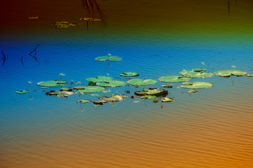 Fototapeta na wymiar The water lilies