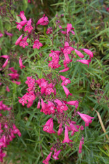 Pink beardtongue plants in full bloom