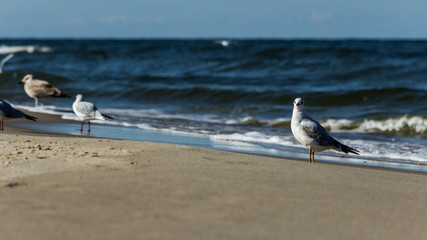 Mewa na plaży 