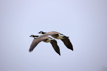 Canadian Geese 0891