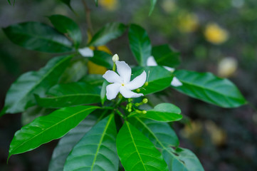 White jasmine flower with green leaves closeup