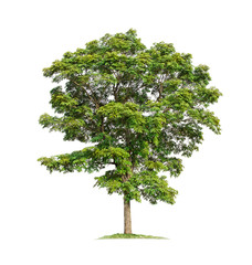 Tree isolated on white background