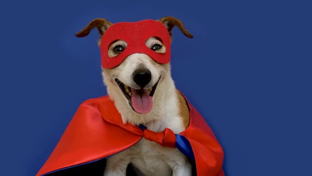 Dog super hero costume. little jack russell wearing a red mask for carnival party isolated blue background
