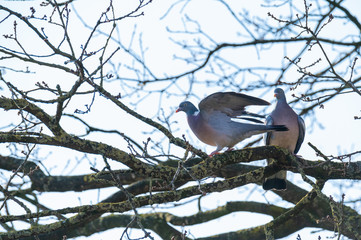 a pigeon flies and sits in the trees to look  for food for the little ones