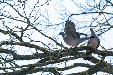 a pigeon flies and sits in the trees to look  for food for the little ones