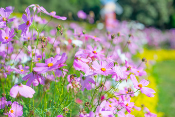 field of purple flowers