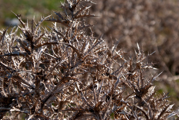 dry grass in the forest