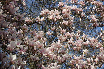 Aufblühende Magnolie bei Sonnenschein