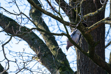 a pigeon flies and sits in the trees to look  for food for the little ones