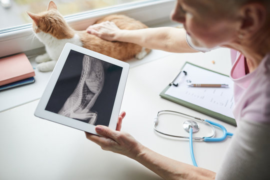 Close-up of vet doctor holding digital tablet and examining the x-ray image of cat's body in vet clinic