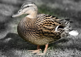 Stockentenweibchen auf einer Wiese