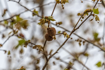 platane au printemps