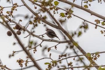 moineau perché