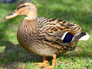 Weibliche Stockente im in der Frühlingssonne