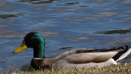 duck by water