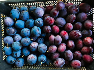 Two different plum cultivars, plum in a plastic basket