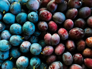 Two different plum cultivars, plum in a plastic basket