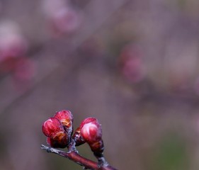 closeup of a flower