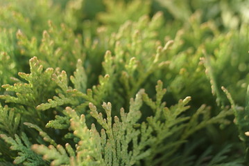 White Cedar Thuja