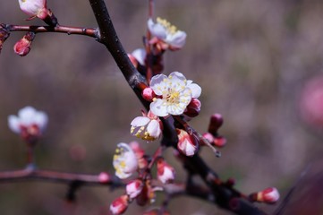 cherry blossom