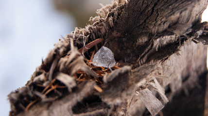 SONY A390 - Ice on wood
