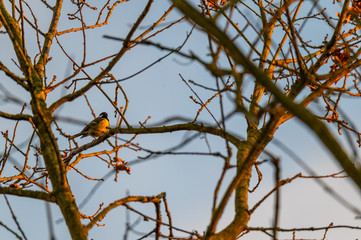 small songbirds sit in  the trees and enjoy the warm sun