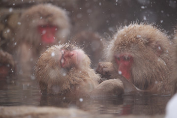 Fototapeta premium snow monkey