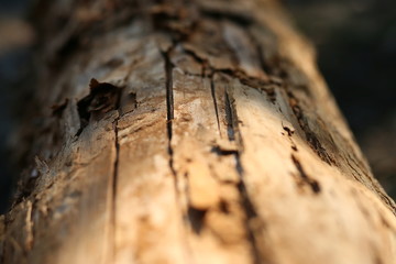 beautiful tree texture