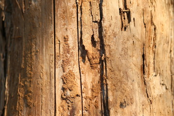 beautiful tree texture