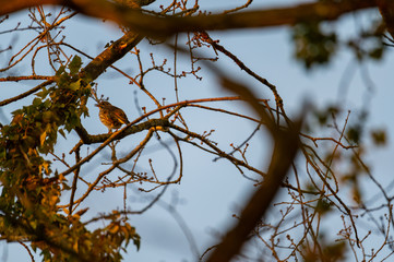 small songbirds sit in  the trees and enjoy the warm sun