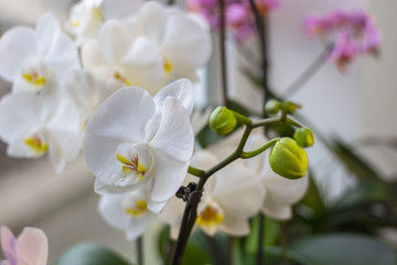 Orchid plant with green buds and flowering white flower on a windowsill close up. Houseplants growing concept.