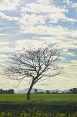 Fototapeta premium dry tree in the field