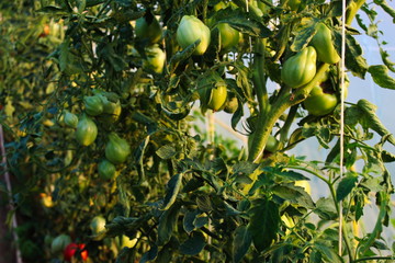 Growing tomatoes in a greenhouse.