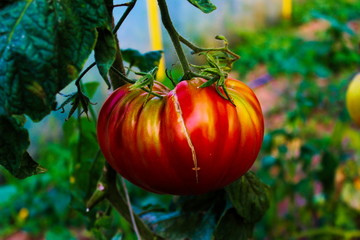 Huge tomato in a greenhouse with cracks from abiotic factors.