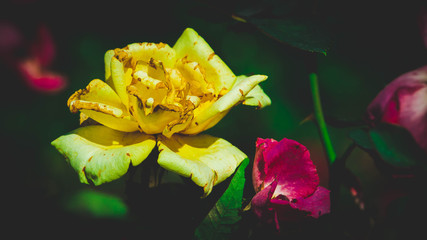 Fototapeta na wymiar yellow roses in a spring garden.