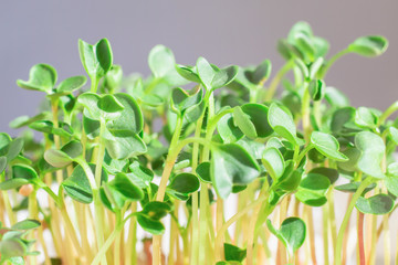 Radish sprouts sprout on the windowsill. Closeup, sunlight. Soft focus.