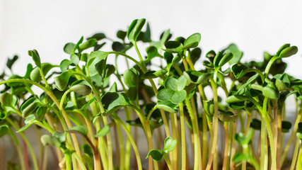 Young green sprouts on the windowsill on white background. Closeup, sunlight. Soft focus.