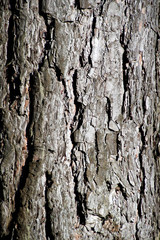 The trunk of the pine. The surface of the bark of a tree.