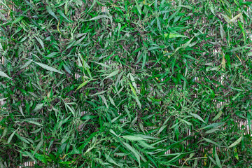 Fresh cannabis blossom on the table background, medical marijuana concept