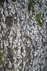 The bark of an apple tree. Woody plant surface texture