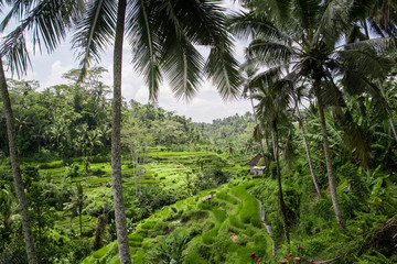 Fototapeta na wymiar rice terraces bali indonesia