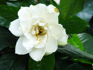 Obraz premium Gardenia flower
