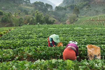 Hilltribes working on strawberry field in harvest season , Chiangmia Thailand