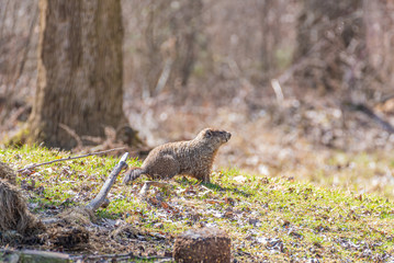 Groundhog or hedgehog in forest on sunny spring day