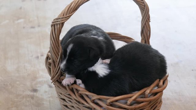 Border collie puppies in basket, one puppy settling down to sleep on the other