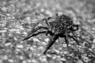 Araña con bebés
