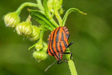 Striped bug or Minstrel bug, Graphosoma lineatum. a species of shield bug in the family Pentatomidae Stinky bug on the leaf.
